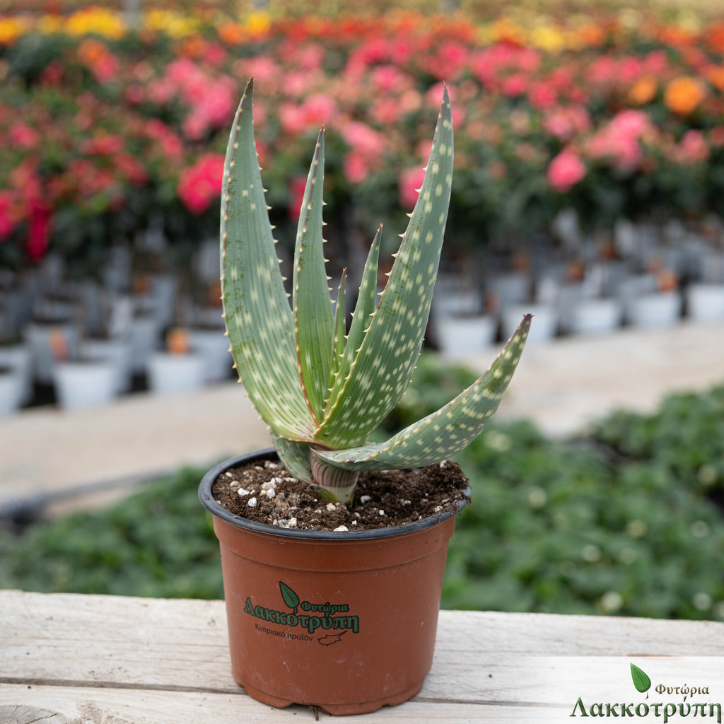 Aloe gariepensis – Cyprus Cactus