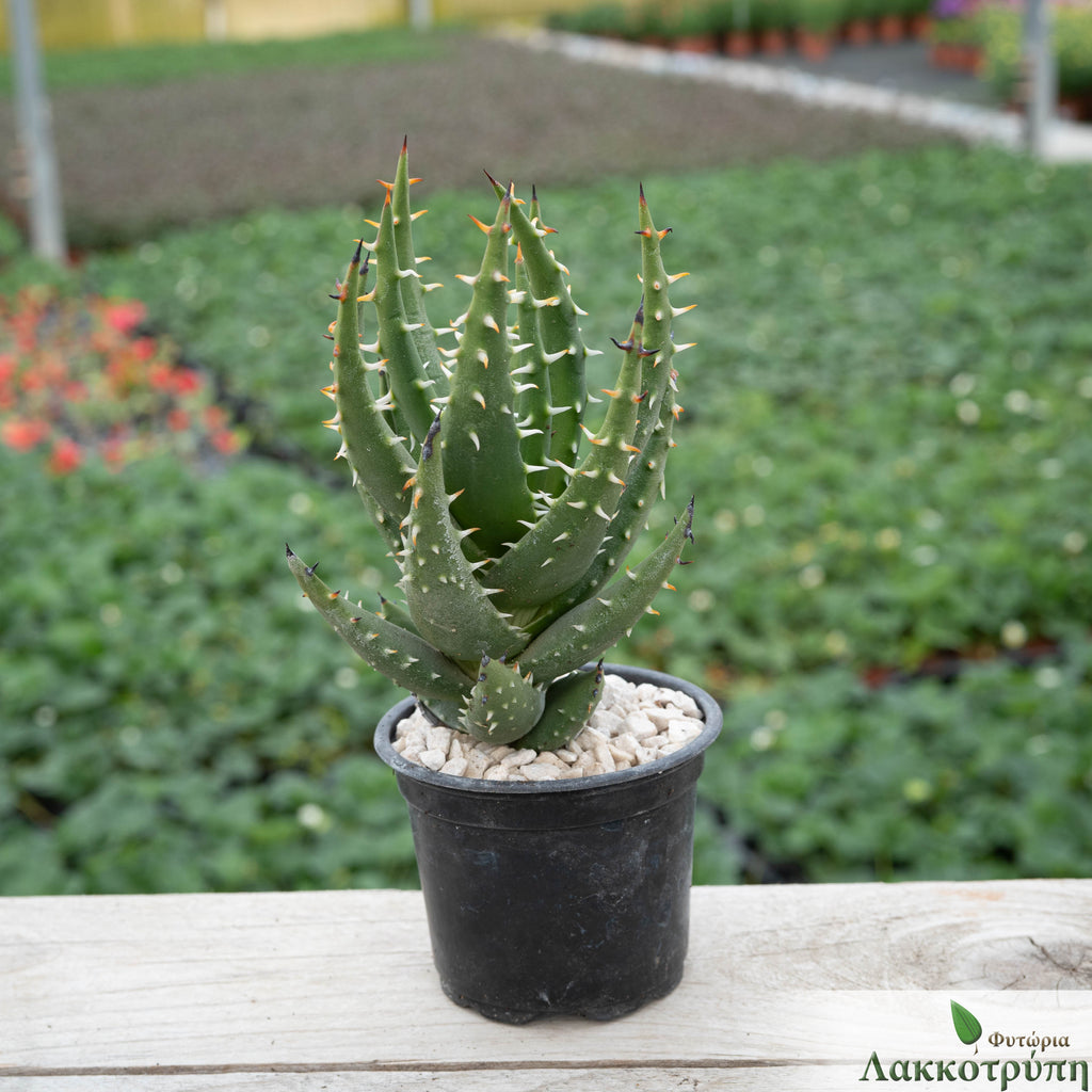 Aloe melanacantha – Cyprus Cactus