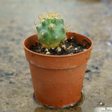 Ancistrocactus tobuschii