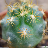 Ancistrocactus tobuschii