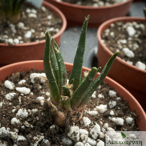 Ariocarpus agavoides