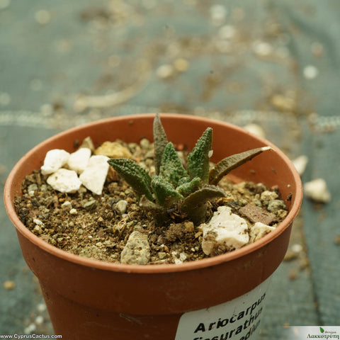 Ariocarpus fissuratus intermedius