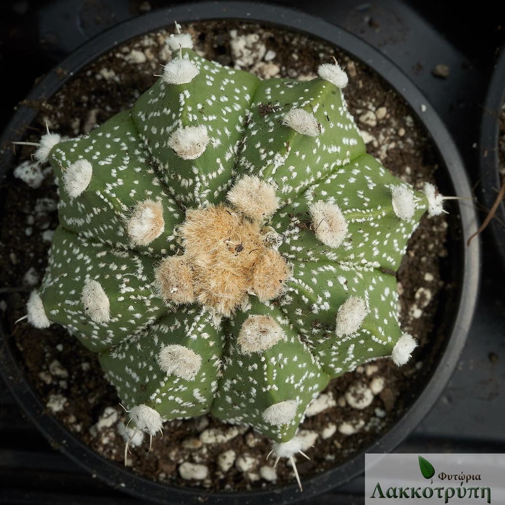 Astrophytum asterias hybrid – Cyprus Cactus