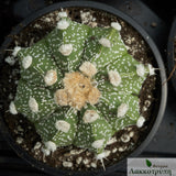 Astrophytum asterias hybrid