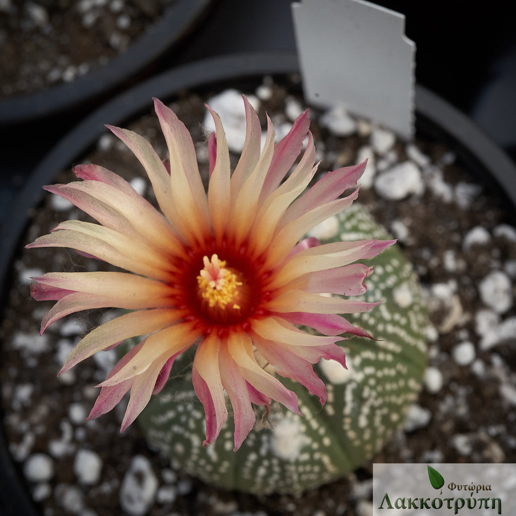 astrophytum asterias hybrid Astrophytum asteria Rosa/Yellow hybrid – Cyprus Cactus