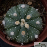 Astrophytum asterias