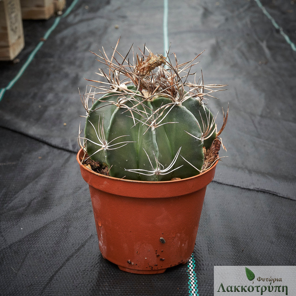 Astrophytum capricorne – Cyprus Cactus