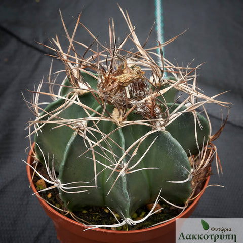 Astrophytum capricorne – Cyprus Cactus