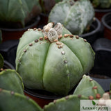 Astrophytum myriostigma