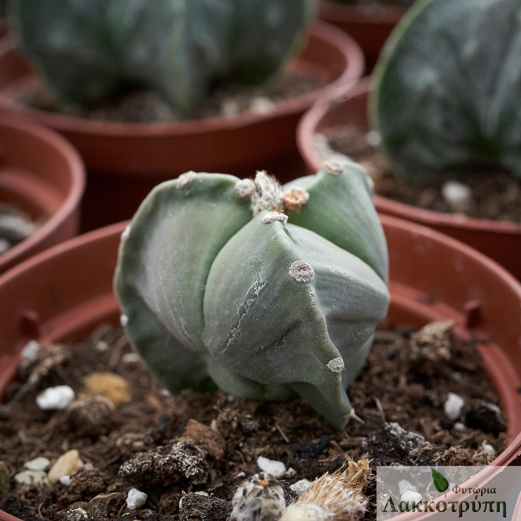 Astrophytum myriostigma tricostatum – Cyprus Cactus