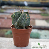 Astrophytum ornatum