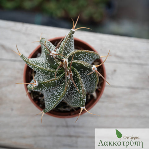 Astrophytum ornatum