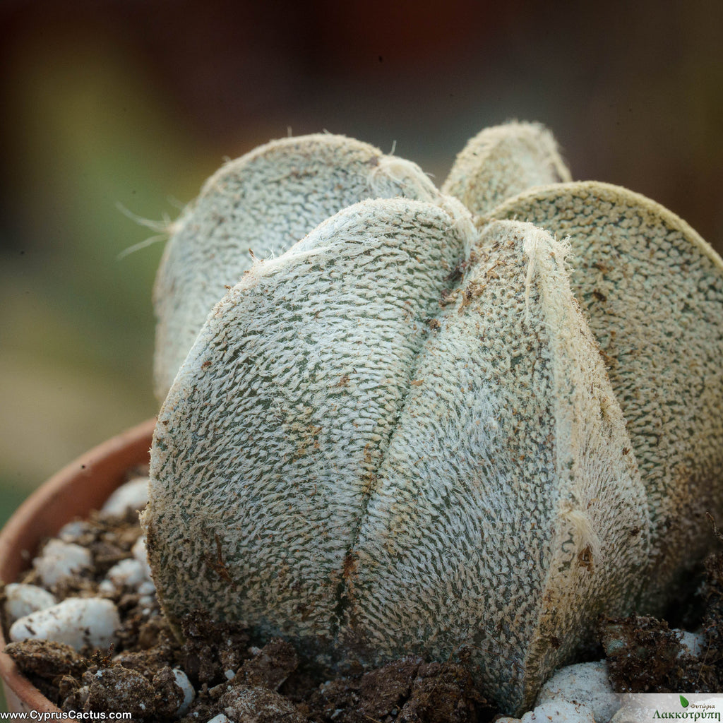 Astrophytum coahuilense – Cyprus Cactus