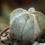 Astrophytum coahuilense