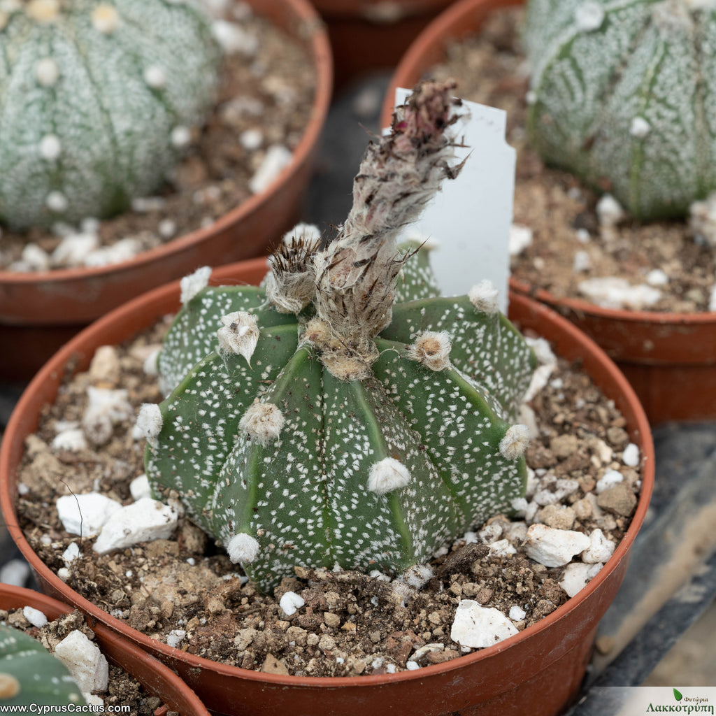 Astrophytum hybrid