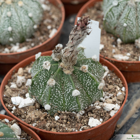 Astrophytum hybrid - Pink flowers