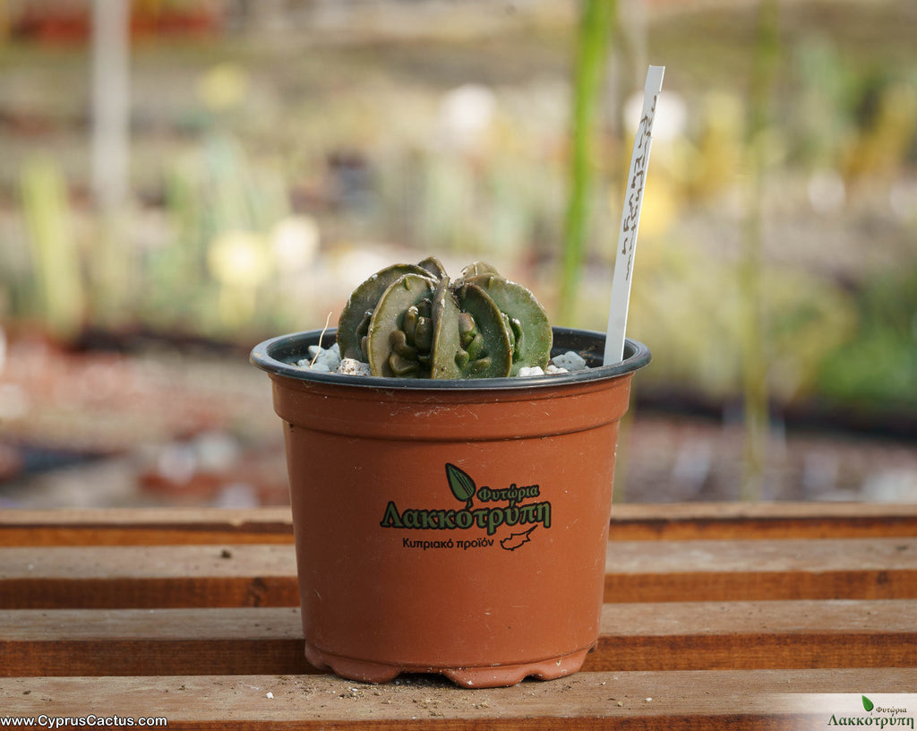 Astrophytum myriostigma cv. Fukuryu – Cyprus Cactus