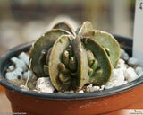 Astrophytum myriostigma cv. Fukuryu