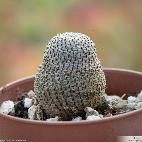 Rebutia heliosa (Aylostera heliosa)