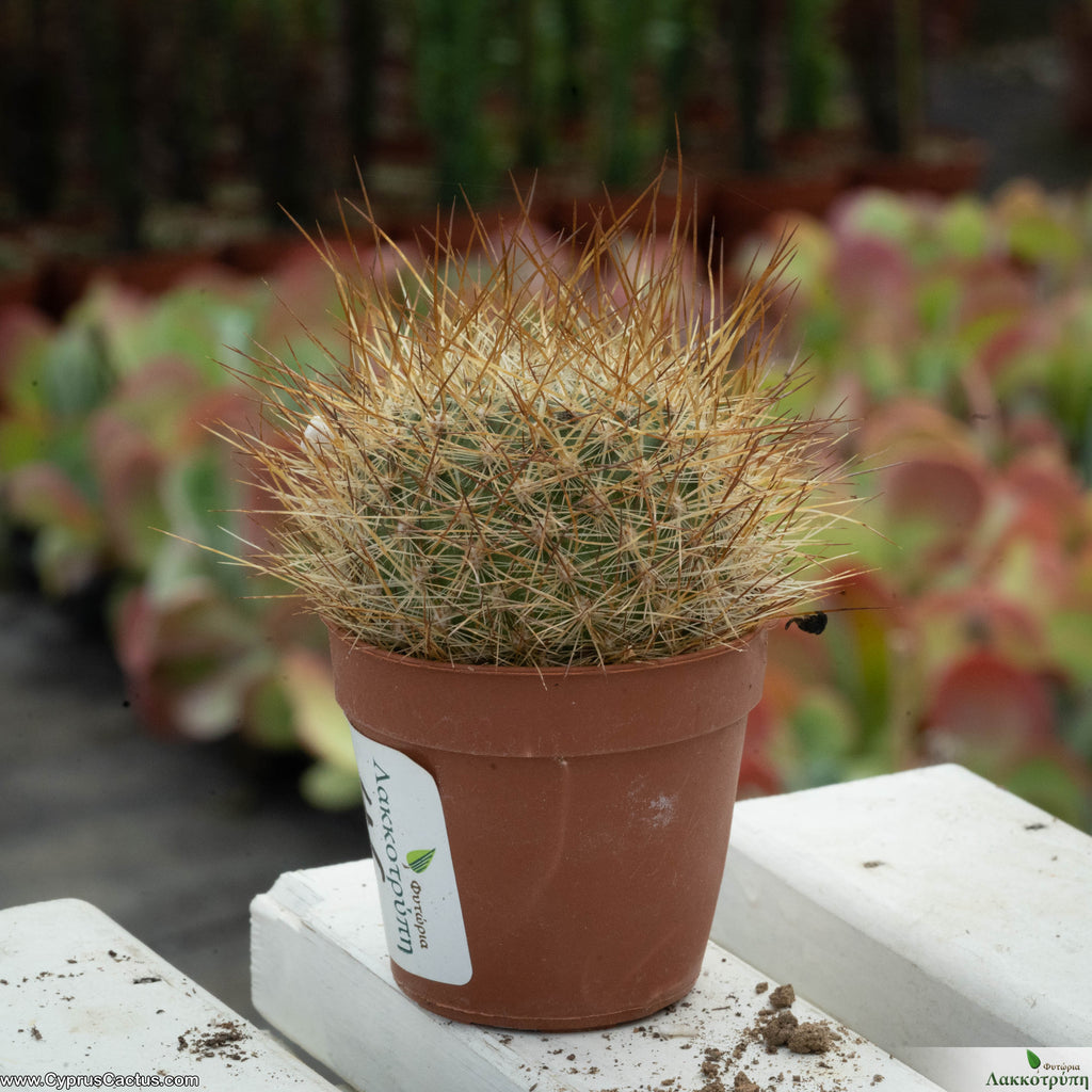 Aylostera verebii Cyprus Cactus