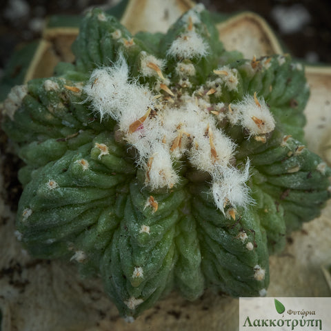 Aztekium ritteri - Grafted