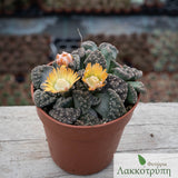 Titanopsis calcarea