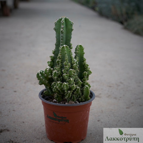 san pedro cactus in florida Cereus florida paolinae – Cyprus Cactus