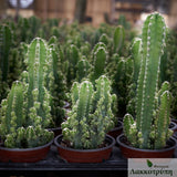 Cereus florida paolinae