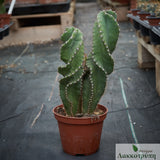 Cereus forbesii spiralis