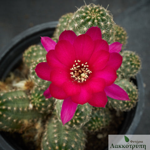 Chamaelobivia 'Rose Quartz'