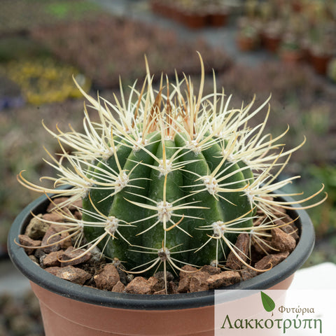 Coleocephalocereus goebelianus