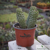 Copiapoa humilis