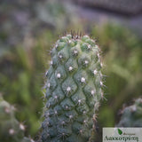 Copiapoa humilis