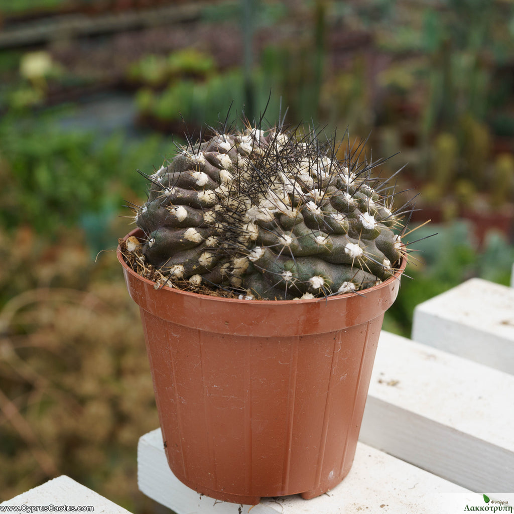 Copiapoa tenuissima cristata Cyprus Cactus