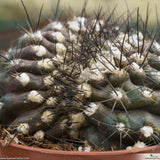 Copiapoa tenuissima cristata