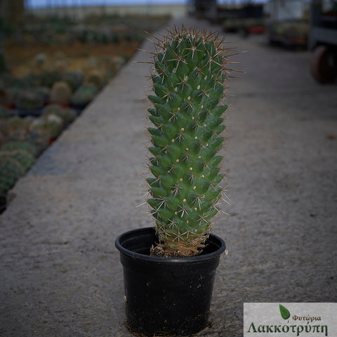 Coryphantha clavata