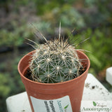 Coryphantha ramillosa