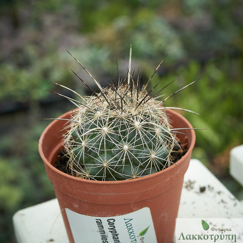 Coryphantha ramillosa