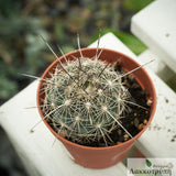 Coryphantha ramillosa