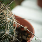 Coryphantha ramillosa