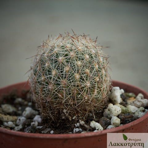 Coryphantha vivipara neomexicana