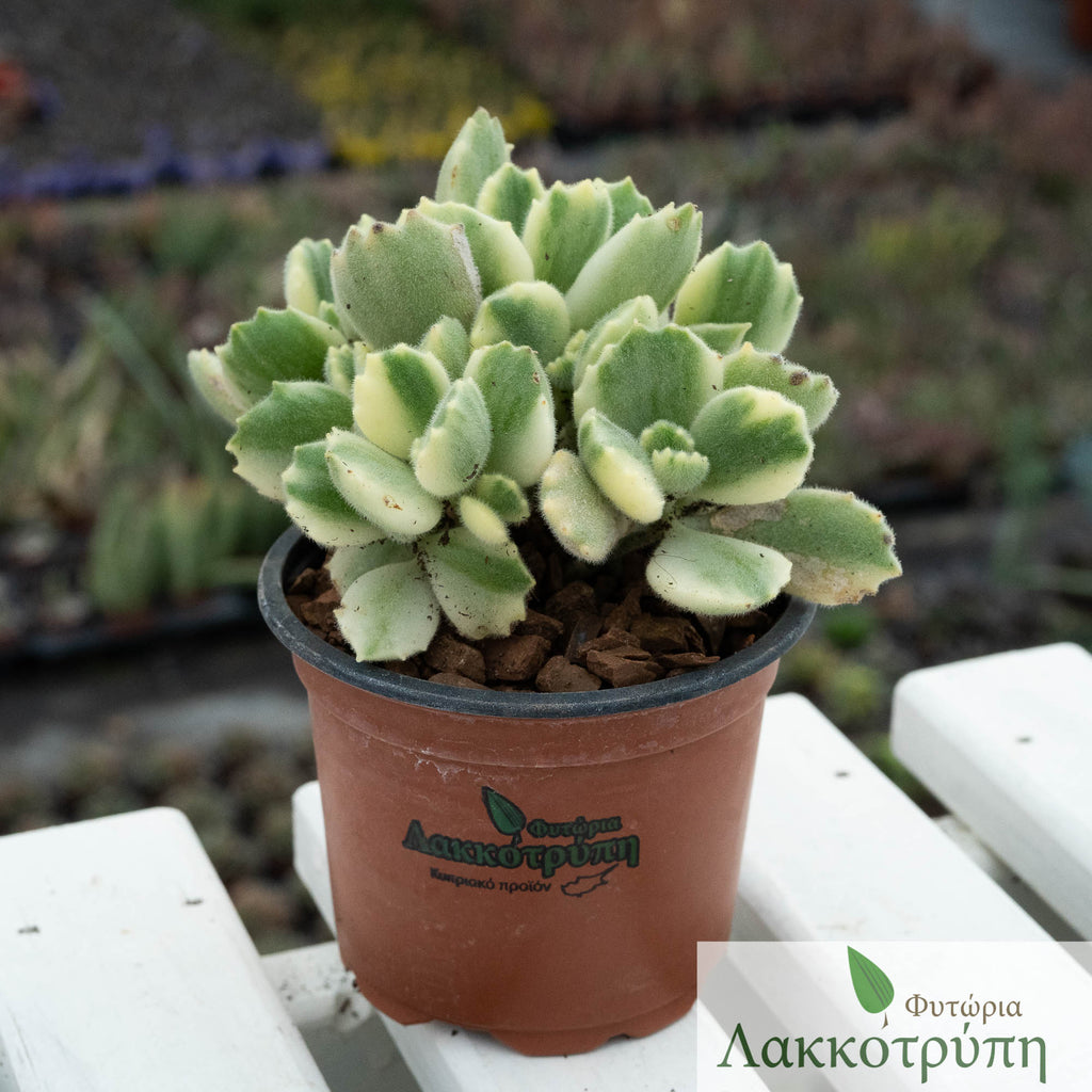Cotyledon ladismithiensis variegata – Cyprus Cactus