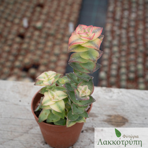 Crassula perforata variegata