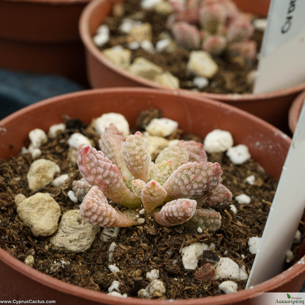 Crassula ausensis titanopsis – Cyprus Cactus