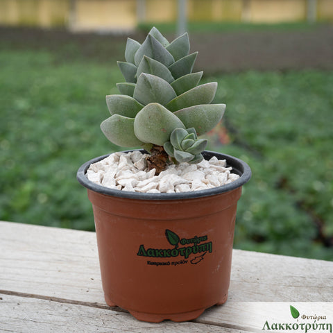 Crassula 'Moonglow'