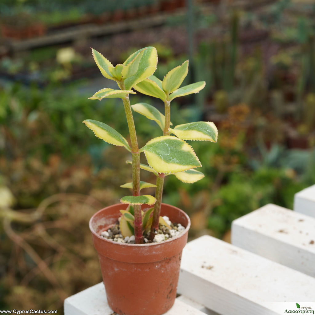 Crassula pellucida variegata – Cyprus Cactus