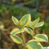 Crassula pellucida variegata