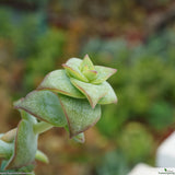 Crassula perforata