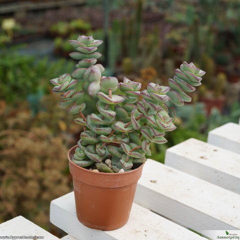 ivory tower succulent Crassula perforata ivory towers – Cyprus Cactus