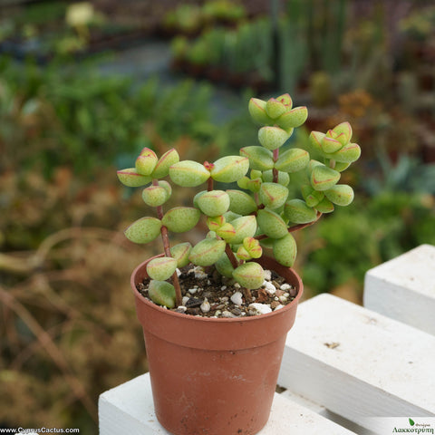 Crassula rupestris monticola